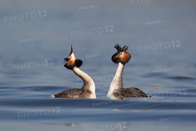 Great crested grebe (Podiceps cristatus) two adult birds performing their love courtship display on a lake in spring, England, United Kingdom