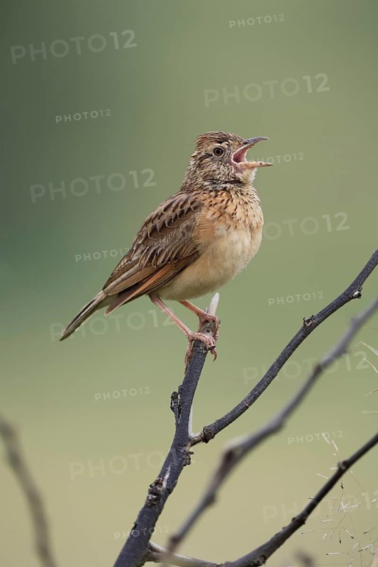 Bush Pipit (Anthus caffer), adult, on tree, on guard, singing, Pilanesberg National Park, North West Province, South Africa, Africa, Germany