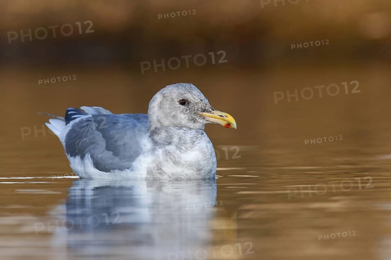 Glaucous-winged Gull (Larus glaucescens), British Columbia, Canada