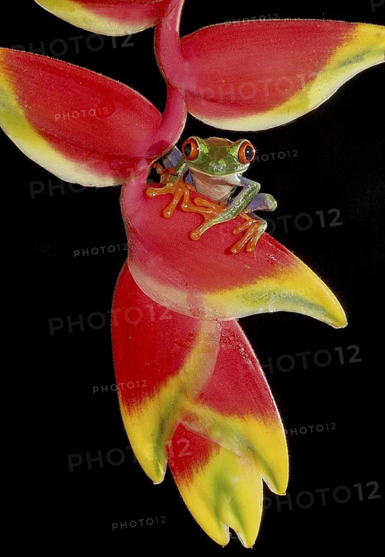 Red-eyed Tree Frog (Agalychnis callidryas) sitting on Heliconia flower (Heliconia spec.), Costa Rica