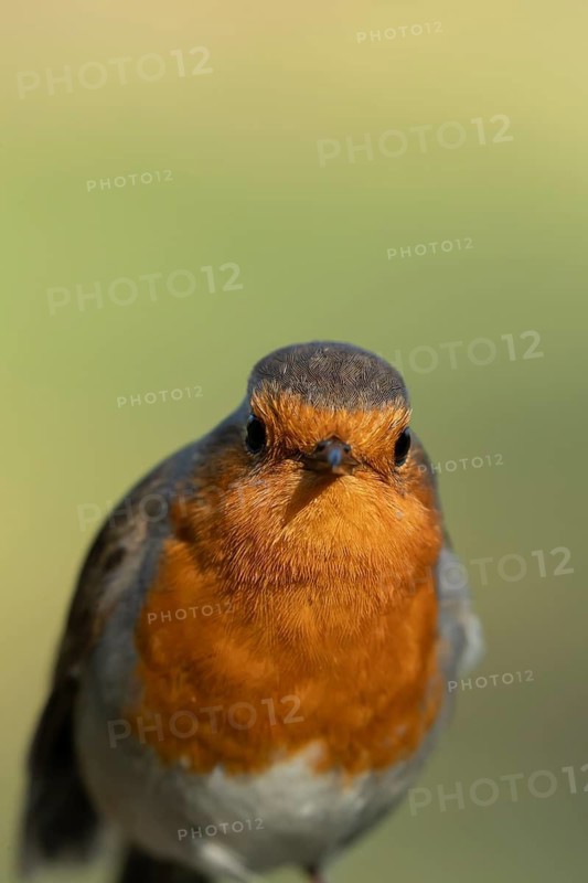 European robin (Erithacus rubecula) adult bird head portrait, England, United Kingdom