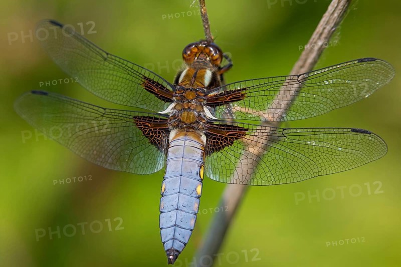 Four-spotted damselfly, (Libellula quadrimaculata), dragonfly, damselfly, dragonfly, insect, insects, view, reservoir Westhofen, district Worms, Rhineland-Palatinate, Germany