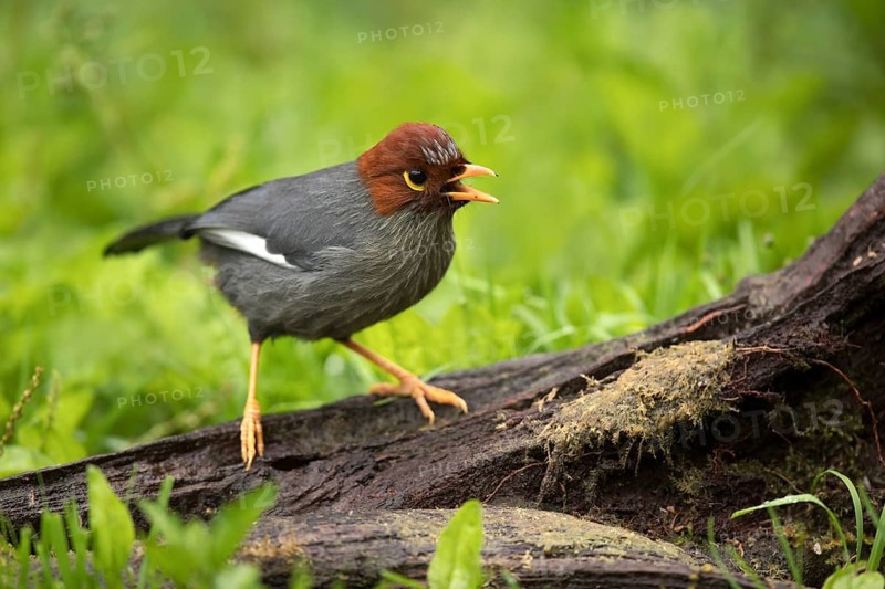 Chestnut-hooded Laughingthrush (Garrulax treacheri) singing, perched on a log, Sabah, Malaysia