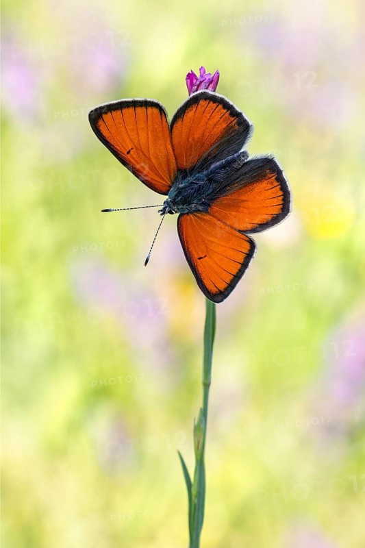 Das Männchen des Lilagold-Feuerfalter (Lycaena hippothoe) von der Flügel-Oberseite
