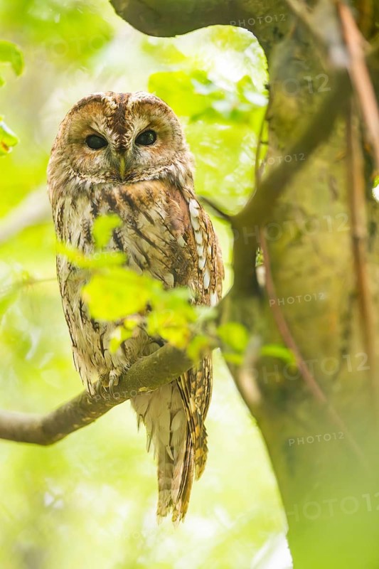 Tawny owl (Strix aluco) sitting on a branch, Bavaria, Germany