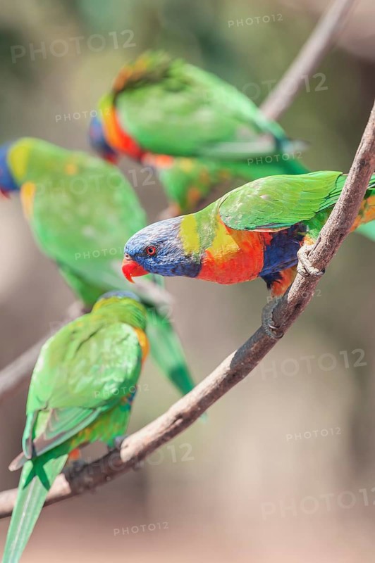 Rainbow Lorikeets (Trichoglossus haematodus), Lone Pine Koala Sanctuary, Brisbane, Queensland, Australia