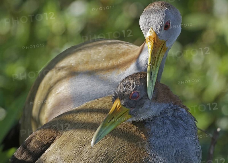 Giant Wood Rail (Aramides ypecaha) pair dislpaying, Corrientes, Argentina