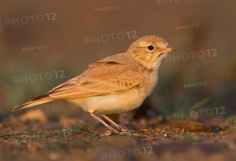 Bar-tailed Desert Lark - Sandlerche - Ammomanes cincturus, Marokko, adult