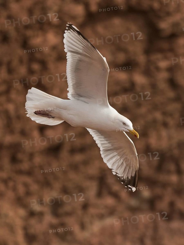 European Herring Gull (Larus argentatus) flying, Schleswig-Holstein, Germany
