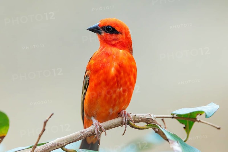 A male red fody (Foudia madagascariensis) sits in a tree. Madagascar, Amirantes, Comoros, Seychelles, Mauritius, Réunion, Saint Helena