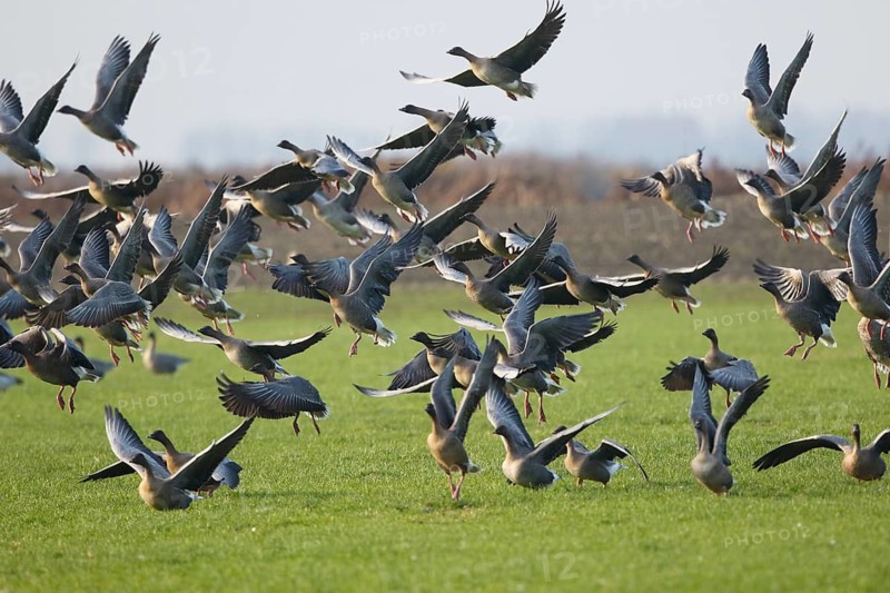 Pink-footed Goose (Anser brachyrhynchus) flock flying, Netherlands