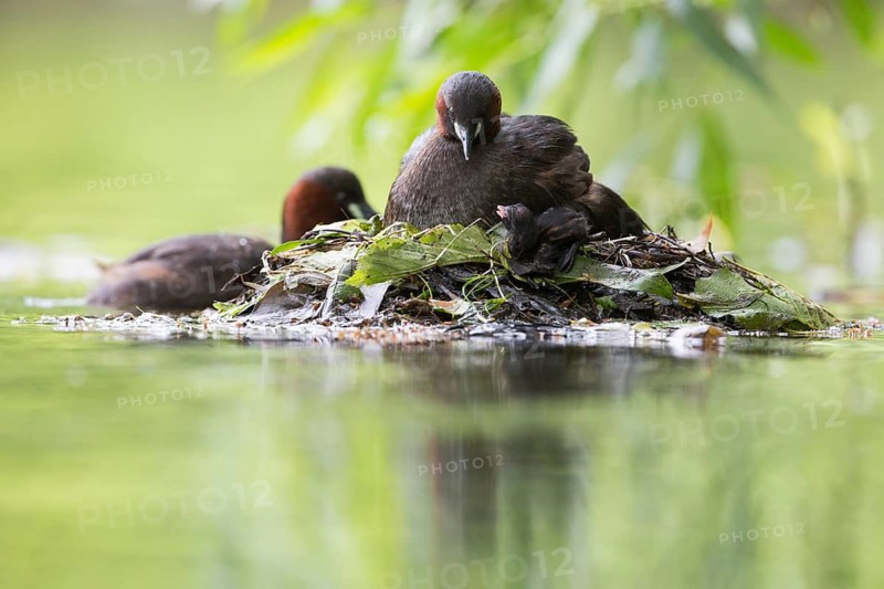 Little Grebe (Tachybaptus ruficollis) with chicks at nest, Hesse, Germany