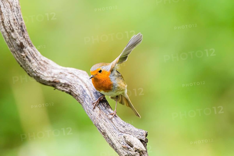 European robin (Erithacus rubecula) sitting on an old wooden branch, Bavaria, Germany