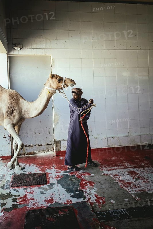 Camel slaughter (halal), Salalah slaughterhouse, Dhofar, Oman