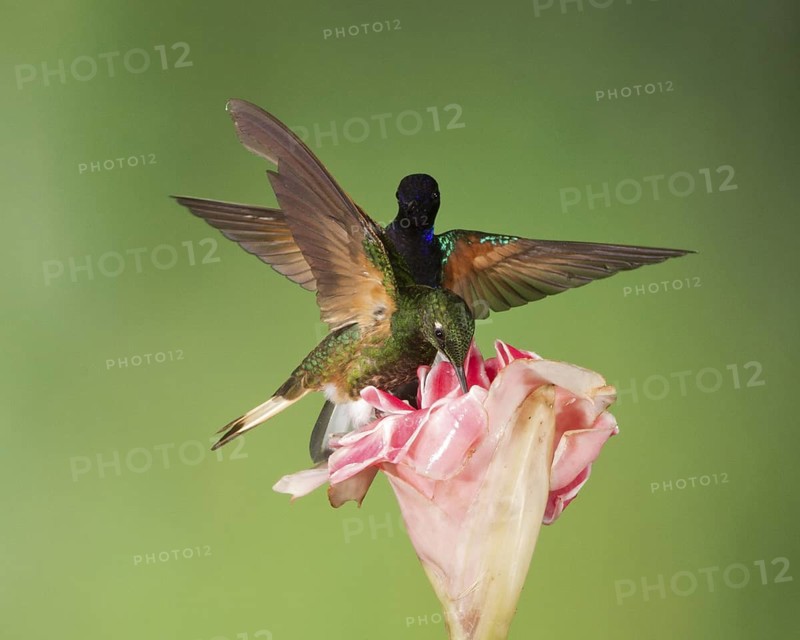 Velvet-purple Coronet & Buff-tailed Coronet (Boissonneaua jardini & Boissonneaua flavescens), Pichincha, Ecuador