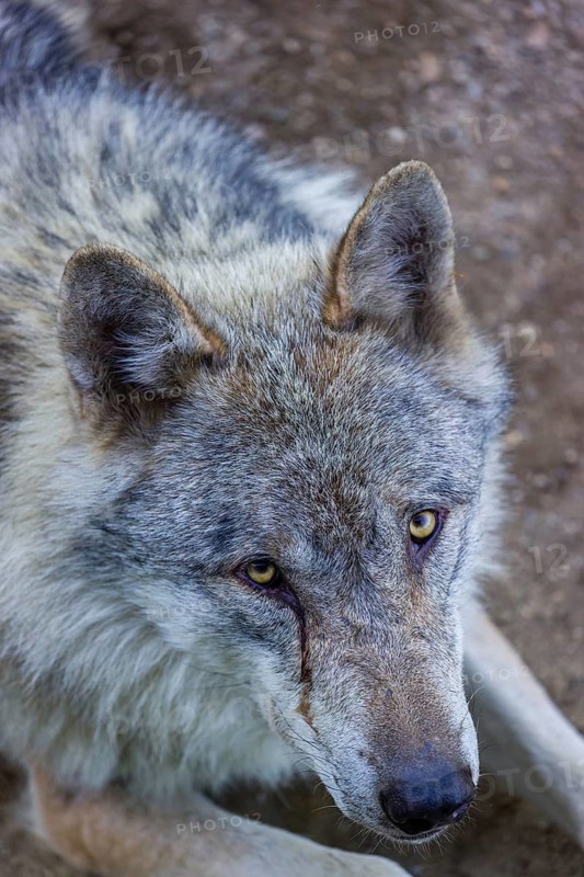 Portrait of one eurasian gray wolf (Canis lupus lupus)