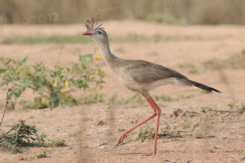 Red-legged Seriema (Cariama cristata), Pantanal, Brazil