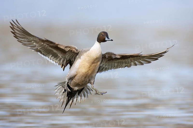 Northern Pintail (Anas acuta) male flying, British Columbia, Canada