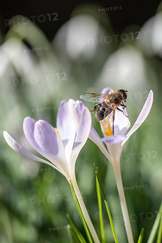 Elfin crocus (Crocus tommasinianus) with honey bee (Apis mellifera), Emsland, Lower Saxony, Germany
