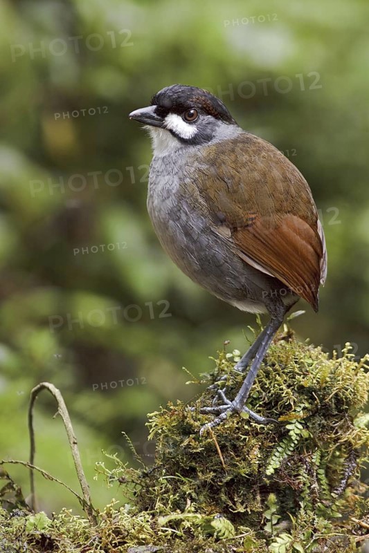 Jocotoco Antpitta (Grallaria ridgelyi), Ecuador