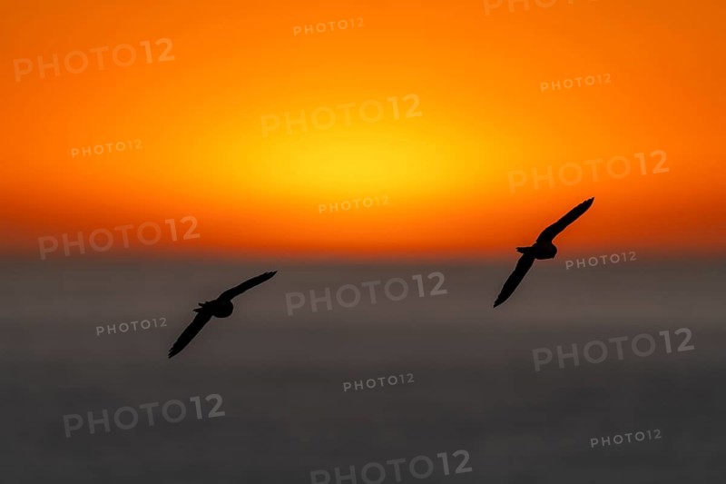 Two rock parakeets (Cyanoliseus patagonus) silhouetted in flight over the sea against an orange morning sky, Atlantic coast, Río Negro province, Argentina