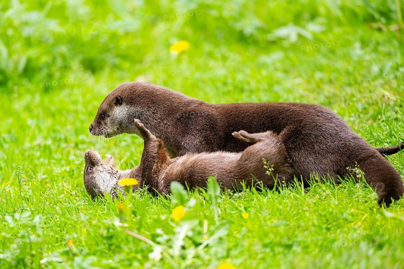 Eurasian otter (Lutra lutra) playing with each other in the grass, Bavaria, Germany