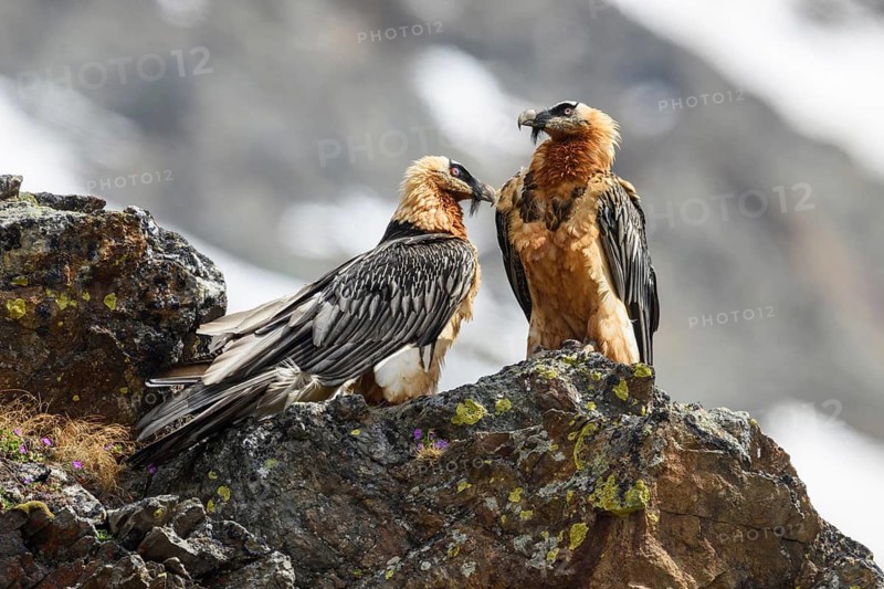 Bearded vultures, couple sitting on rocks, (Gypaetus barbatus), animals, birds of prey, vultures, hawksy