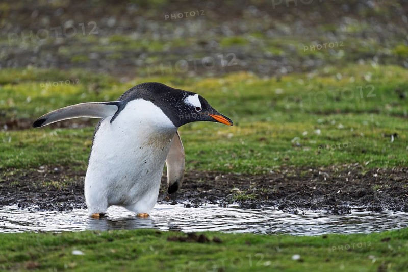 Gentoo penguin (Pygoscelis papua), standing in puddle of water on grass, flippers spread out, Volunteer Point, East Falkland, Falkland Islands