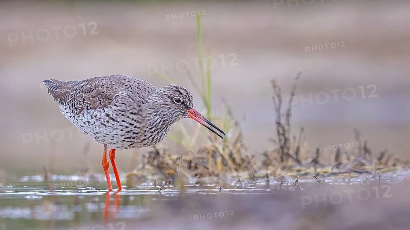 Redshank (Tringa totanus) Snipe bird, searching for food in the mud, limicole, shallow water zone, Toledo, Spain