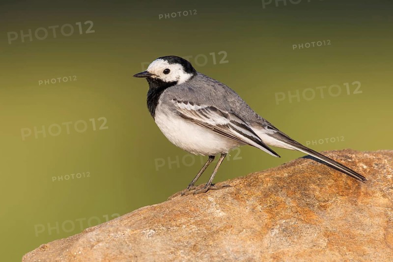 White Wagtail (Motacilla alba) perched on a rock, Poland