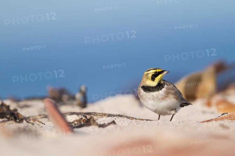 Horned Lark - Ohrenlerche - Eremophila alpestris flava, Germany
