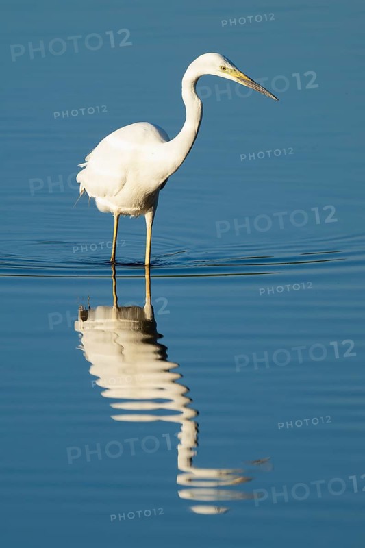 Great White Egret (Ardea alba) foraging in the shallow water zone of a lake, blue water, Lower Saxony, Germany