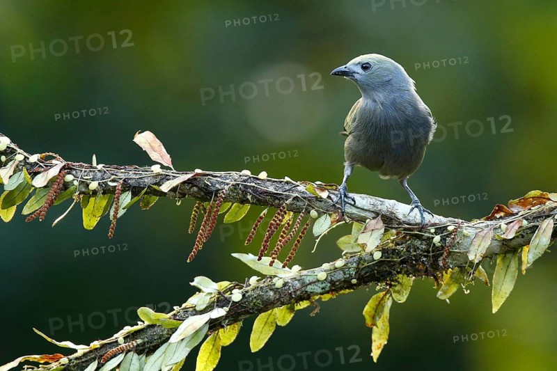 Palm Tanager (Thraupis palmarum) perched on a branch, Costa Rica