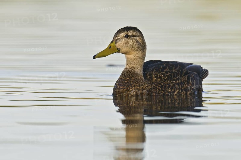 Mexican Duck (Anas diazi), Arizona, USA