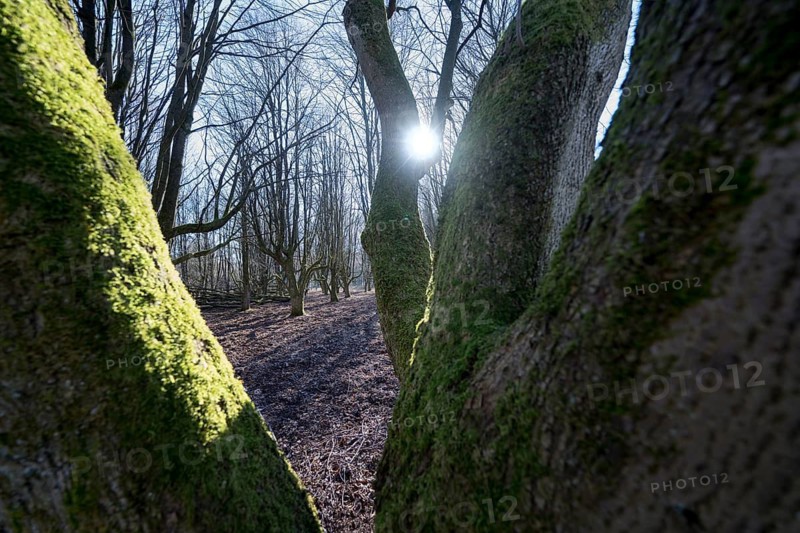 A natural burial grave site, Hofgeismar, Weser Uplands, Weserbergland, Hesse, Germany