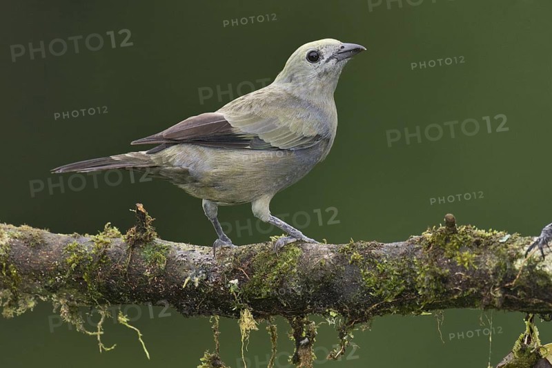 Palm Tanager (Thraupis palmarum), Costa Rica