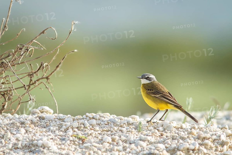 Spanish Wagtail (Motacilla flavia iberiae), on field floor, Galicia, Spain