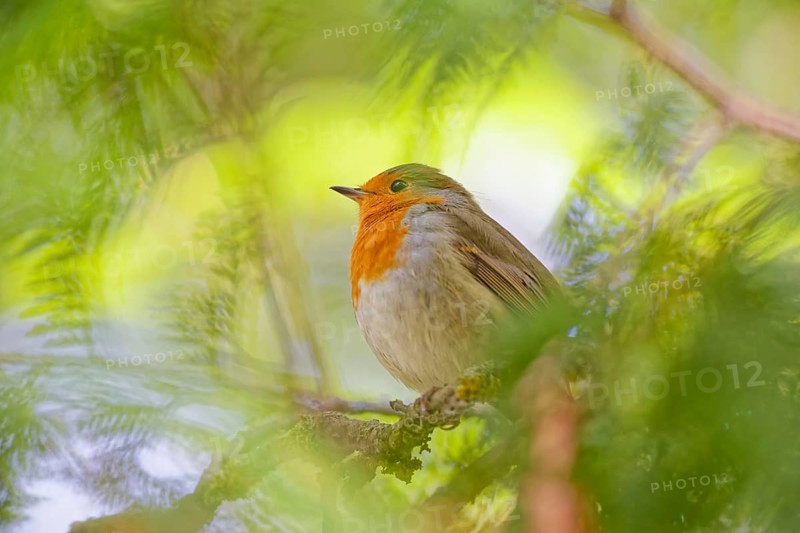 European robin (Erithacus rubecula) resting on branch surrounded by soft green foliage, Germany