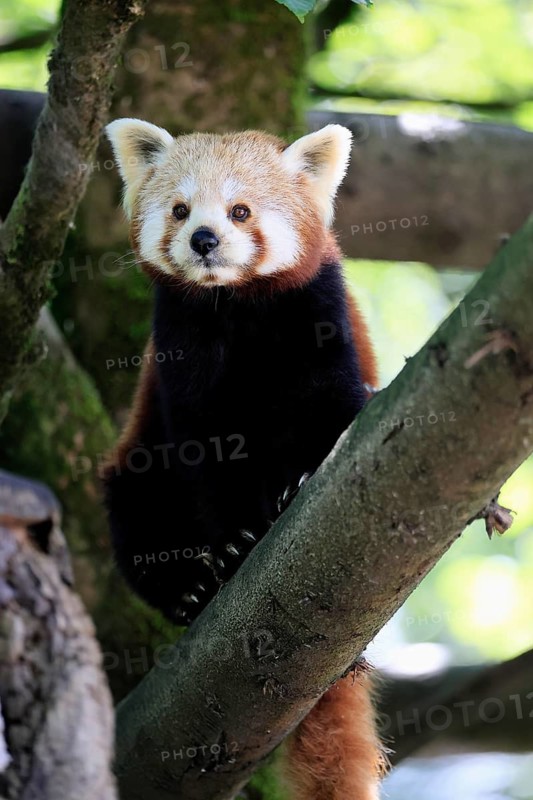 Western Red panda (Ailurus fulgens), adult, on tree, Himalayas, Central Asia