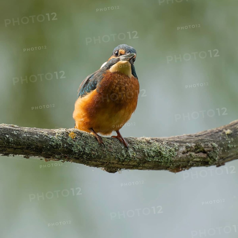 Kingfisher (Alcedo atthis) sitting on an old branch, perch and looking for prey, Lower Saxony, Germany