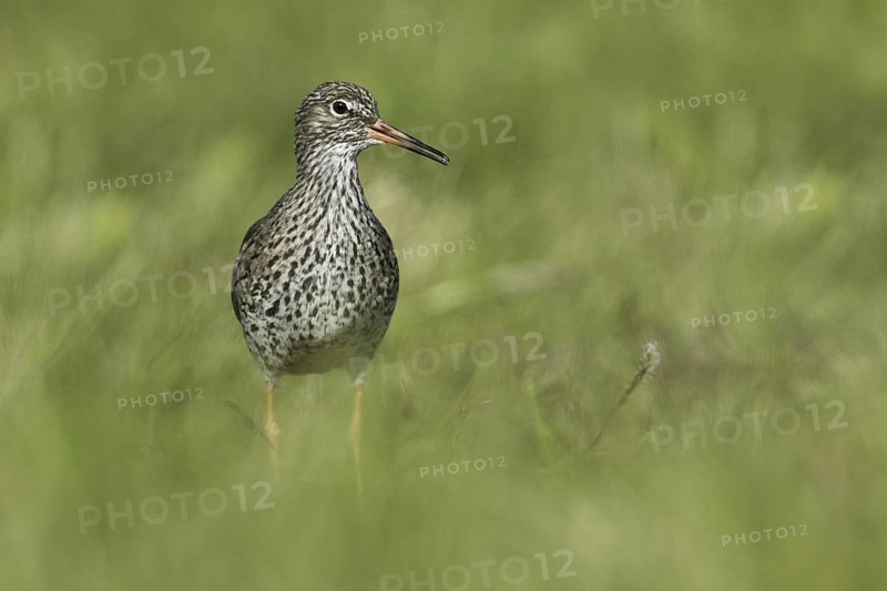 Common Redshank (Tringa totanus), Iceland