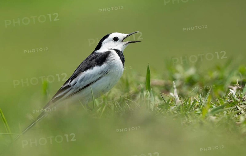 White Wagtail (Motacilla alba) standing in a lush green field, sreepur, Gazipur, bangladesh