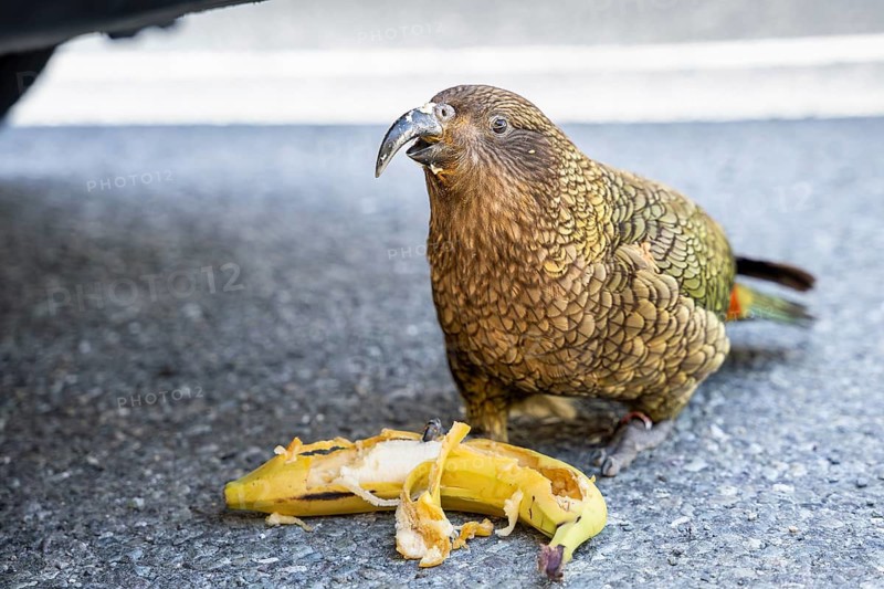 A Kea stole a banana from a car and is eating it. Monkey Creek Parking, Milford Road, Fiordland National Park, Southland Region, South Island, New Zealand