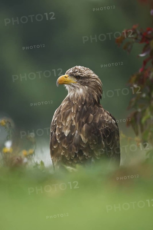 White-tailed Eagle (Haliaeetus albicilla), Germany