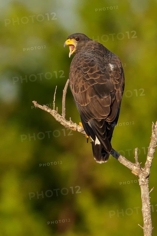 Cuban Black Hawk (Buteogallus gundlachii) perched on a branch in Cuba