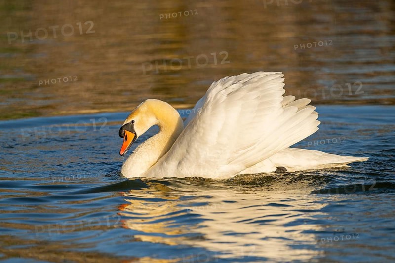 Mute swan (Cygnus olor) swimming on a lake, Bavaria, Germany