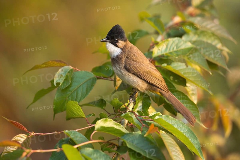 Brown-breasted Bulbul (Pycnonotus xanthorrhous), Yunnan, China
