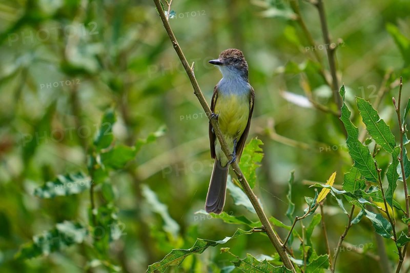 A small bird sitting upright on a branch, surrounded by green foliage, grassland tyrant (Machetornis rixosa), Pantanal, Mato Grosso, Brazil
