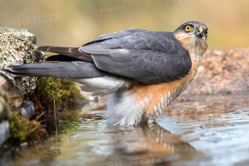 Eurasian Sparrowhawk (Accipiter nisus) male at a waterhole, Madrid, Spain