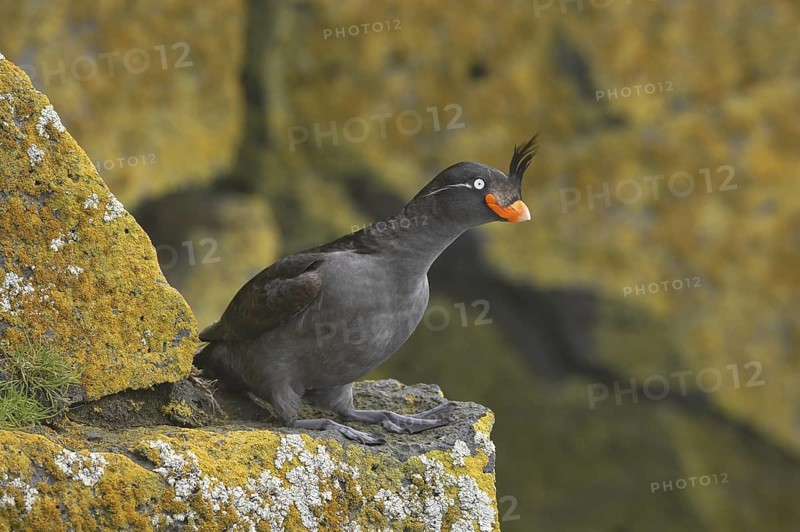 Crested Auklet (Aethia cristatella), Alaska, USA